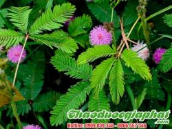 Mua Bán Cây Mắc Cỡ(Xấu Hổ) Điều Trị Hiệu Quả  Bệnh Tiểu Đường Tại Quận 2 ???