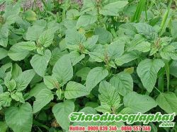 Mua Bán Rau Dền Gai Tại Quận Bình Tân Giúp Điều Trị Bỏng Nhẹ Hiệu Quả Cao ???