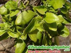 Mua Bán Cây Tầm Gửi Giúp Điều Trị Đau Dạ Dày Tốt Nhất Tại Quận Tân Bình ???