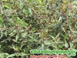 Mua Bán Cây Thuốc Dòi Tại Quận 6 Có Tác Dụng Chữa Trị Viêm Đường Ruột Tốt Nhất ???