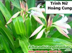 Mua Bán Cây Trinh Nữ Hoàng Cung Giúp Ngăn Ngừa Ung Thư Rất Hiệu Quả Tại Quận Thủ Đức ???