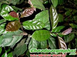 Mua Bán Cây Xạ Đen Trị Cảm Cúm Tốt Nhất Tại Quận 10 ???