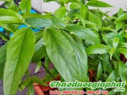 Mua Bán Cây Xương Khỉ Giúp Điều Trị Ung Thư Gan Tốt Nhất Tại Quận Thủ Đức ???