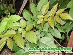 Mua Bán Chè Dây Điều Trị Loét Dạ Dày Hiệu Qủa Tốt Nhất Tại Quận Gò Vấp ???