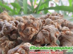Mua Bán Củ Tam Thất Bắc Giúp Trị Tiêu Sưng Tốt Nhất Tại Quận 6 ???