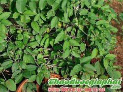 Mua Bán Dây Thìa Canh Tại Quận 10 Giúp Chữa Trị Cháy Rận Tốt Nhất ???