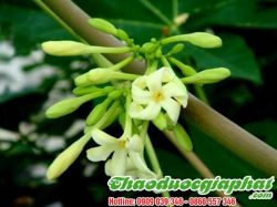 Mua Bán Hoa Đu Đủ Đực Trị Bệnh Ung Thư Phổi Hiệu Qủa Tốt Tại Huyện Bình Chánh ???