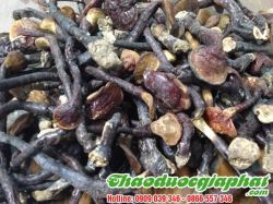 Mua Bán Nấm Lim Xanh Tại Quận 9 Giúp Trị Ung Thư Đại Trực Tràng Rất Hiệu Quả ???