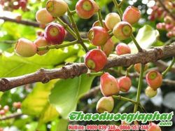 Mua Bán Lá Vối Tại Quận 1 Giúp Điều Trị Bệnh Gout Rất Hiệu Quả ???