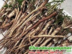 Mua Bán Rễ Bồ Công Anh Giúp Trị Mụn Nhọt Tốt Nhất Tại Quận 10 ???