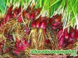 Mua Bán Sâm Đại Hành Giúp Điều Trị Viêm Phế Quản Tốt Nhất Tại Quận 10 ??