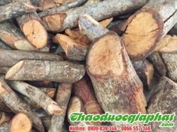 Mua Bán Tơm Trơng Tại Quận Gò Vấp Giúp Kháng Ung Bướu Rất Hiệu Quả ???