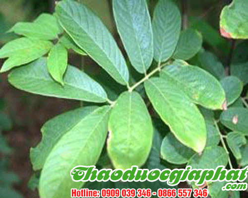 Thuốc Cá